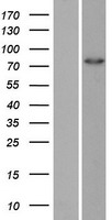 ZRANB1 Human Over-expression Lysates NM_017580