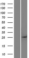 ls054766 btg4 human over expression lysates nm 017589 wb testing 1