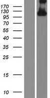 ls054768 hydin human over expression lysates nm 017558 wb testing 1