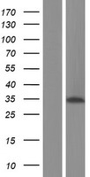ls054784 alkbh4 human over expression lysates nm 017621 wb testing 1