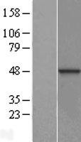 ls054788 dnajb12 human over expression lysates nm 017626 wb testing 1
