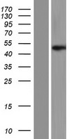 ls054788 dnajb12 human over expression lysates nm 017626 wb testing 2