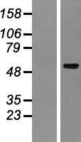 TRIT1 Human Over-expression Lysates NM_017646