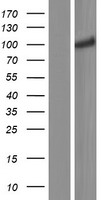 CNNM2 Human Over-expression Lysates NM_017649