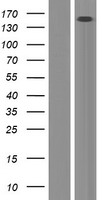 ls054821 ercc6l human over expression lysates nm 017669 wb testing 1