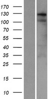 ls054823 swt1 human over expression lysates nm 017673 wb testing 1