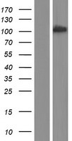 ls054828 bcas3 human over expression lysates nm 017679 wb testing 1