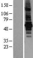 ls054831 bestrophin 2 best2 human over expression lysates nm 017682 wb testing 1