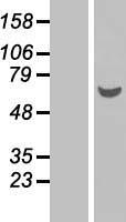 GDAP2 Human Over-expression Lysates NM_017686