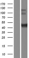 ls054836 bspry human over expression lysates nm 017688 wb testing 1