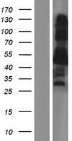 ls054838 opa1l wbp1l human over expression lysates nm 001083913 wb testing 1