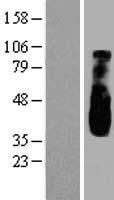 ls054838 opa1l wbp1l human over expression lysates nm 017787 wb testing 2