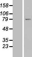 ls054839 lrrc49 human over expression lysates nm 017691 wb testing 1