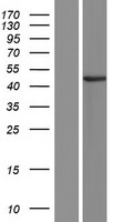 ls054840 aprataxin aptx human over expression lysates nm 001195248 wb testing 4