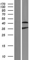 ls054840 aprataxin aptx human over expression lysates nm 001195250 wb testing 5