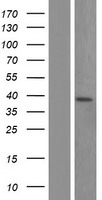 ls054840 aprataxin aptx human over expression lysates nm 001195251 wb testing 6