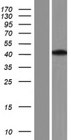 ls054840 aprataxin aptx human over expression lysates nm 001195254 wb testing 7