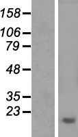 ls054840 aprataxin aptx human over expression lysates nm 175071 wb testing 3
