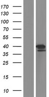 ls054840 aprataxin aptx human over expression lysates nm 175073 wb testing 1