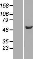 BIVM Human Over-expression Lysates NM_017693