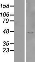 SYTL2 Human Over-expression Lysates NM_032379