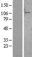 SYTL2 Human Over-expression Lysates NM_032943