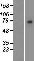 RBM35A (ESRP1) Human Over-expression Lysates NM_001034915