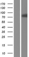 RBM35A (ESRP1) Human Over-expression Lysates NM_001122826