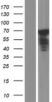 RBM35A (ESRP1) Human Over-expression Lysates NM_001122827