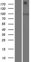 ls054847 sidt1 human over expression lysates nm 017699 wb testing 1