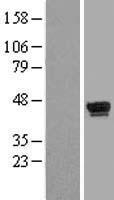 WDR55 Human Over-expression Lysates NM_017706