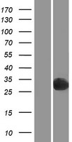 ls054858 pgpep1 human over expression lysates nm 017712 wb testing 1