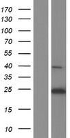 MS4A12 Human Over-expression Lysates NM_001164470