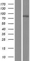 TMEM214 Human Over-expression Lysates NM_017727