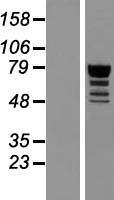 QRICH1 Human Over-expression Lysates NM_017730