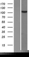 ls054881 tex10 human over expression lysates nm 017746 wb testing 1