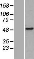 ls054883 cwc25 human over expression lysates nm 017748 wb testing 1