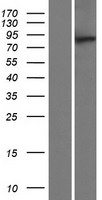 ls054893 mtmr10 human over expression lysates nm 017762 wb testing 1