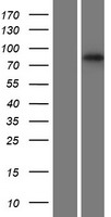RNF43 Human Over-expression Lysates NM_017763