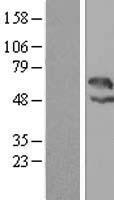 LAX1 Human Over-expression Lysates NM_017773