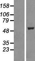 TTC19 Human Over-expression Lysates NM_017775