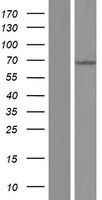 MKS1 Human Over-expression Lysates NM_001165927
