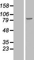 ls054904 nsd3 whsc1l1 human over expression lysates nm 017778 wb testing 1