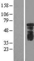 ls054915 ythdf1 human over expression lysates nm 017798 wb testing 1