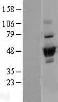 ls054920 dus2l dus2 human over expression lysates nm 017803 wb testing 1