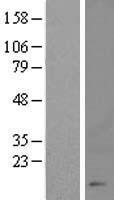 CHTF8 Human Over-expression Lysates NM_001040146
