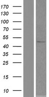 SOHLH2 Human Over-expression Lysates NM_017826
