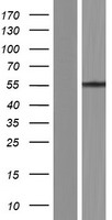 SARS2 Human Over-expression Lysates NM_001145901