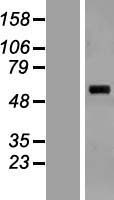 SARS2 Human Over-expression Lysates NM_017827