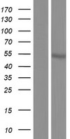 ls054953 odr4 c1orf27 human over expression lysates nm 001164246 wb testing 3